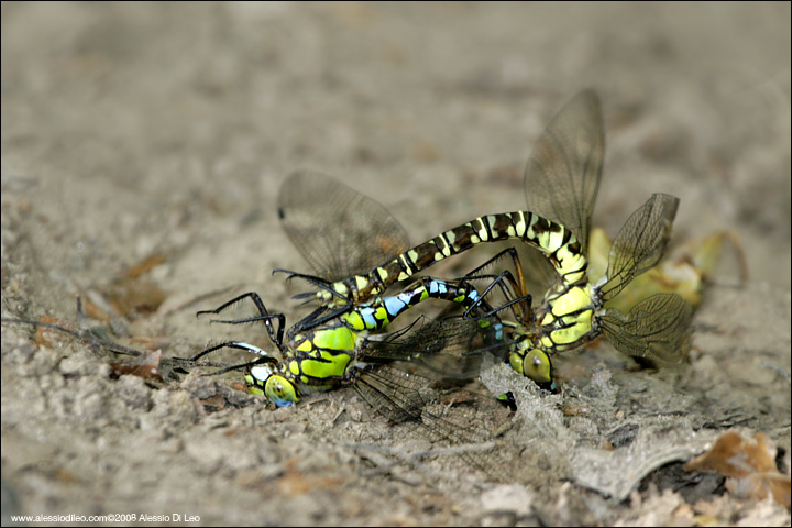 Scheda: Aeshna cyanea